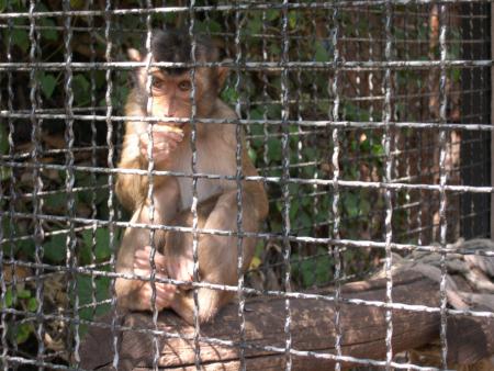 tit singe