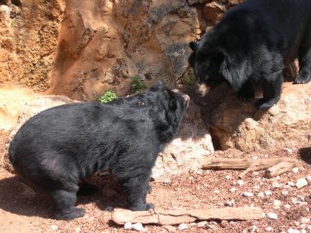 ours