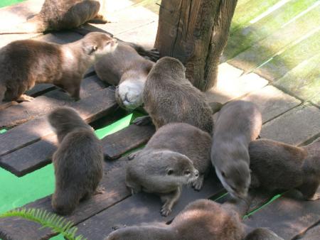 zoo